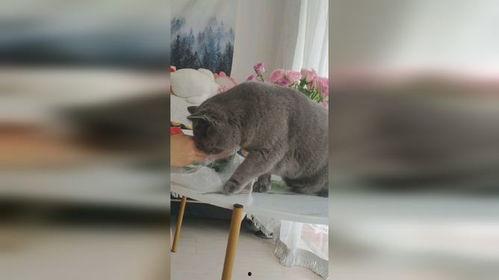 娱乐吃瓜小猫咪,揭秘娱乐圈那些事儿