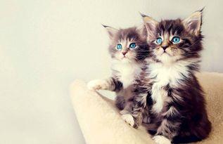 娱乐吃瓜酱小猫,揭秘娱乐圈那些不为人知的幕后故事