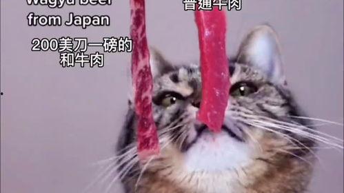 娱乐吃瓜酱小猫,揭秘娱乐圈那些不为人知的幕后故事