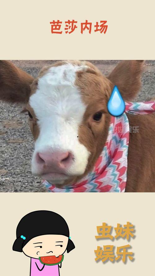 娱乐吃瓜酱动物,揭秘动物界的趣味八卦