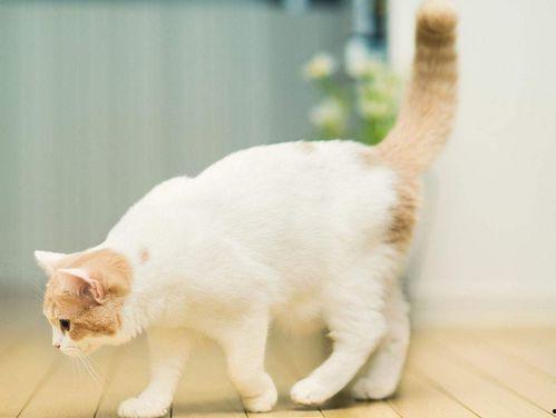 娱乐吃瓜酱桂花猫,揭秘娱乐圈那些不为人知的幕后故事