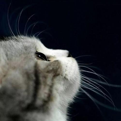 娱乐吃瓜酱桂花猫,揭秘娱乐圈那些不为人知的幕后故事